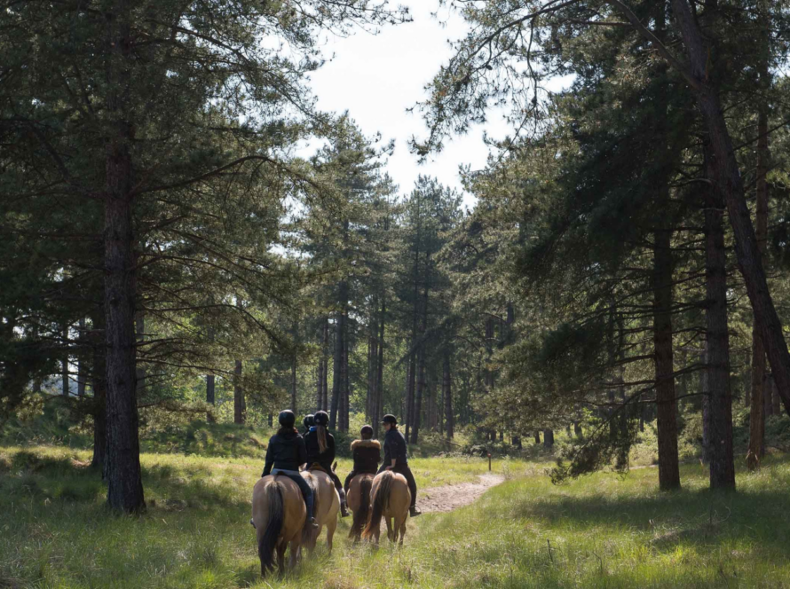 Balades à Cheval dans le Marquenterre - Activités - Lodges d'Opale