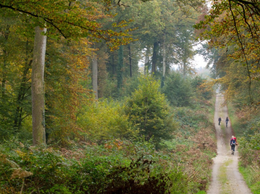 Forêt de Crécy en Ponthieu - Activités - Lodges d'Opale