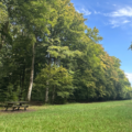 Randonnées en Forêt
