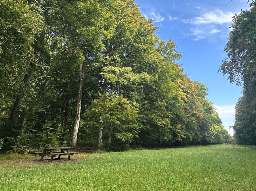 Randonnées en Forêt - Activités - Lodges d'Opale